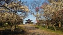 梅花山