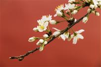 春暖花开