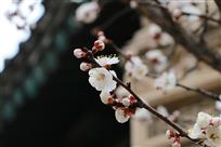 春暖花开