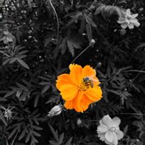 黄花和黄蜂