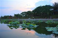 夏午西湖