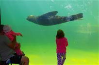 小朋友观看海豹潜水
