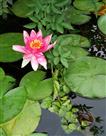 大明湖的那些花儿