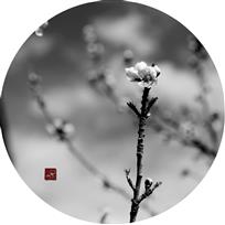 《花艺》
