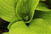 雨后