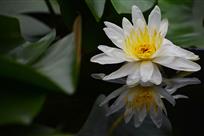 花卉