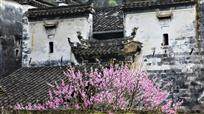 婺源春晓