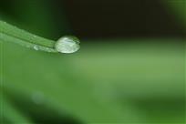 雨珠