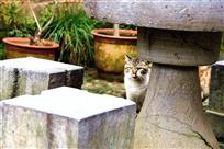 猫趣