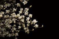 夜玉兰