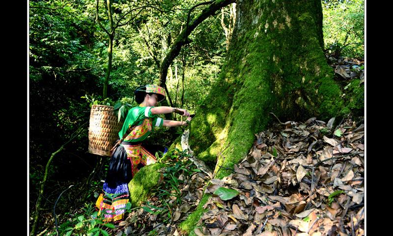 古蔺县黄荆笋子山原始森林中草药资源丰富,苗族同胞邀约进密林采药制