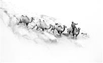 大漠沙如雪