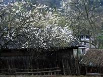 山村早春