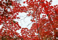 枫叶流丹
