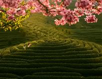 春天里