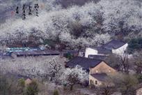 梨树下面话桑麻