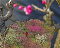 _报春花