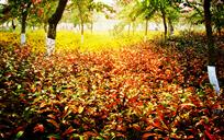 秋色满园