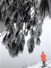 寒雪