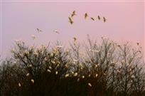 《运河边栖息的鹭鸟》