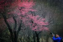 《红梅花儿开》