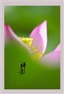 荷