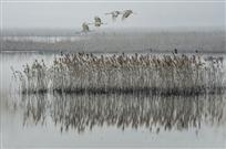 《芦荡飞羽》
