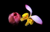 多姿&nbsp;并蒂莲