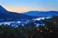 三峡库区橙子香