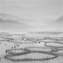 鱼沧