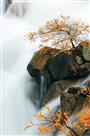 《金枝玉液》