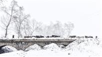 冬雪牧牛图