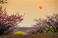 桃花林
