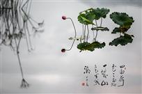 荷韵