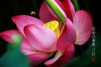 花香引蜂来