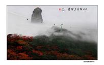 又到杜鹃花开时