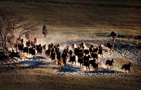 草原骏马