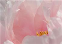 花蕊