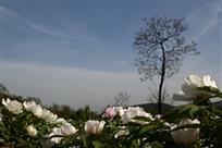 花与树