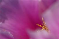 牡丹花蕊