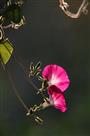 牵牛花