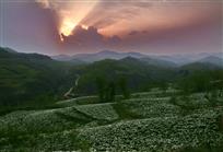 山间花韵