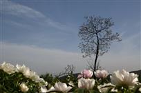 相伴