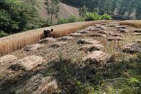 【组图】麦收时节