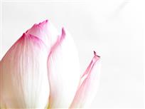 组图《荷韵如诗》