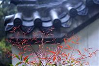 黛瓦白墙映红叶