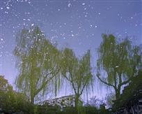 樱花雨
