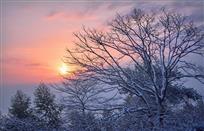 雪上枝头
