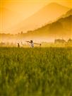 乡村早晨