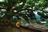 古树映山村
